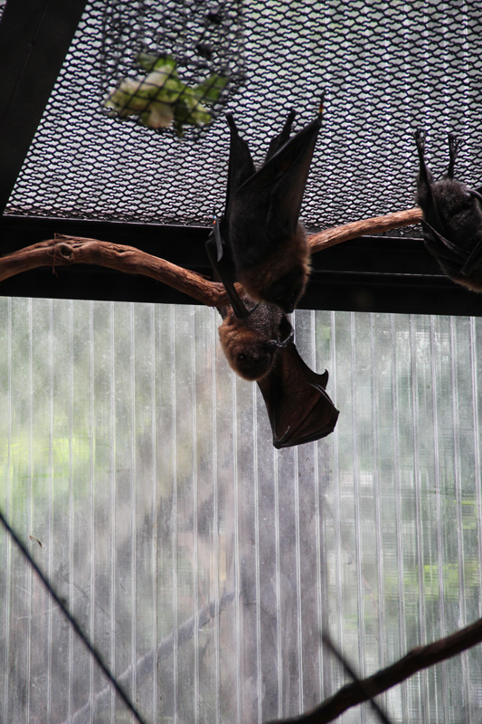 slideshow